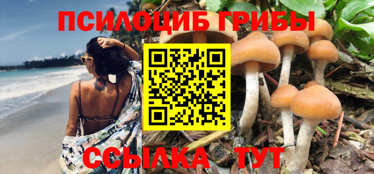 Псилоцибиновые грибы Cubensis  Вход с VPN  Кингисепп 